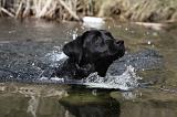LABRADOR 838